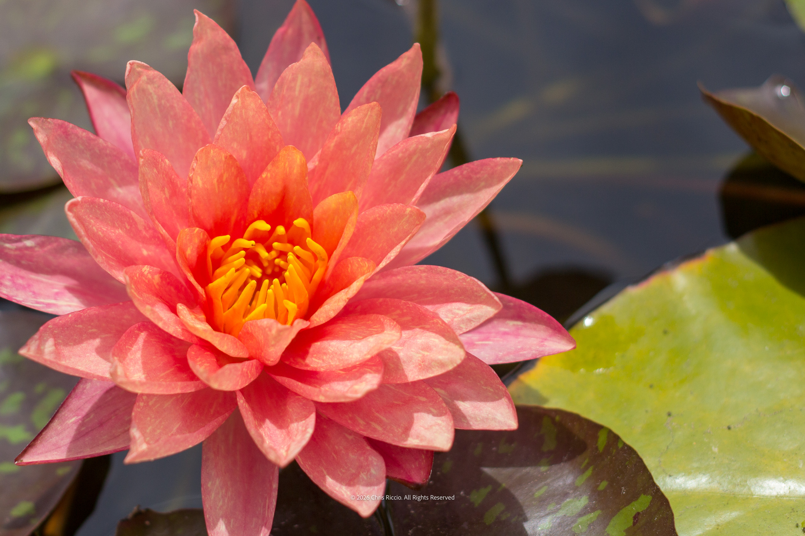Pink Lotus Water Lily